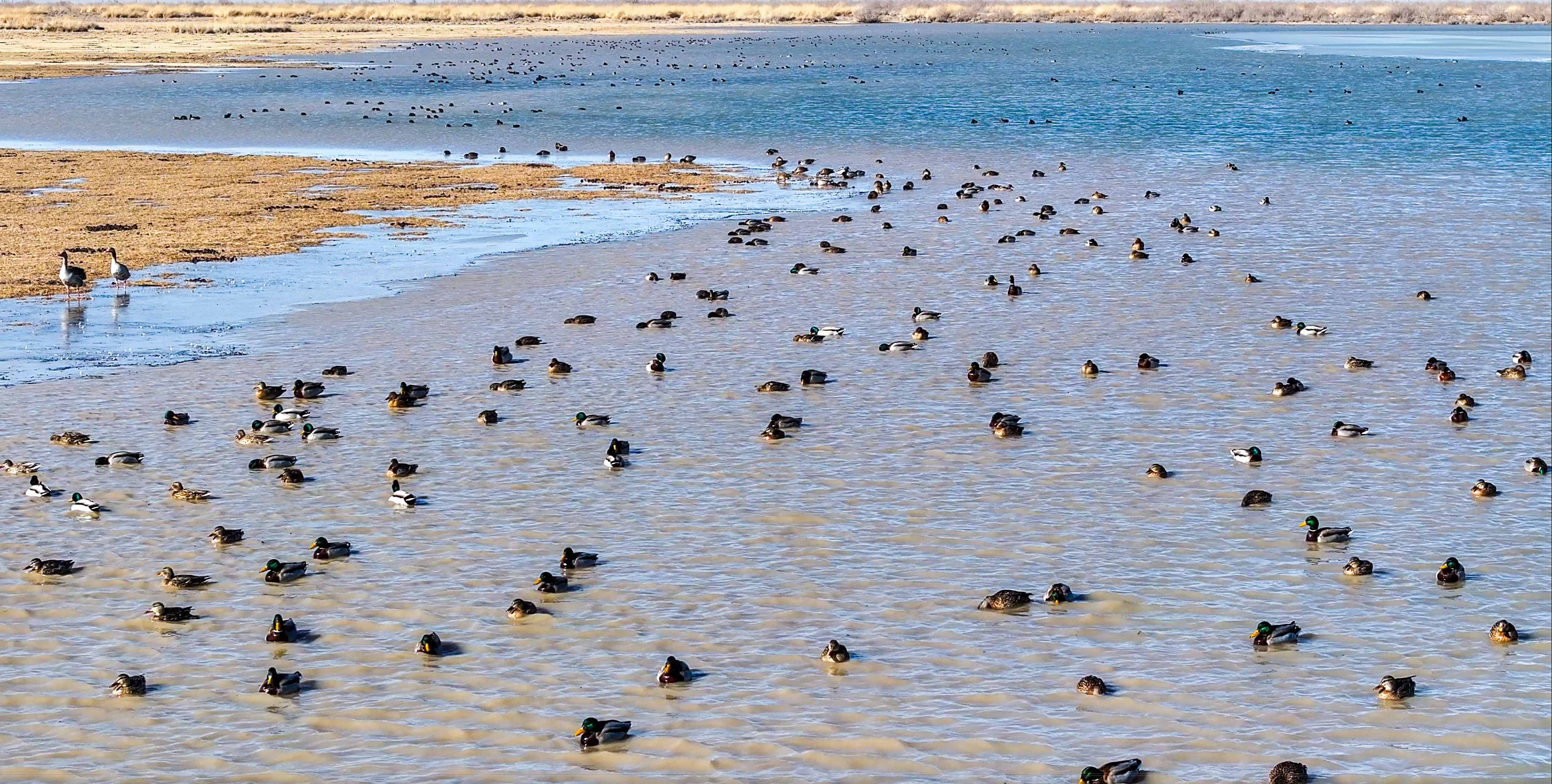 成千上万只候鸟如期抵达，为瓜州拉开春日生态大幕.jpg