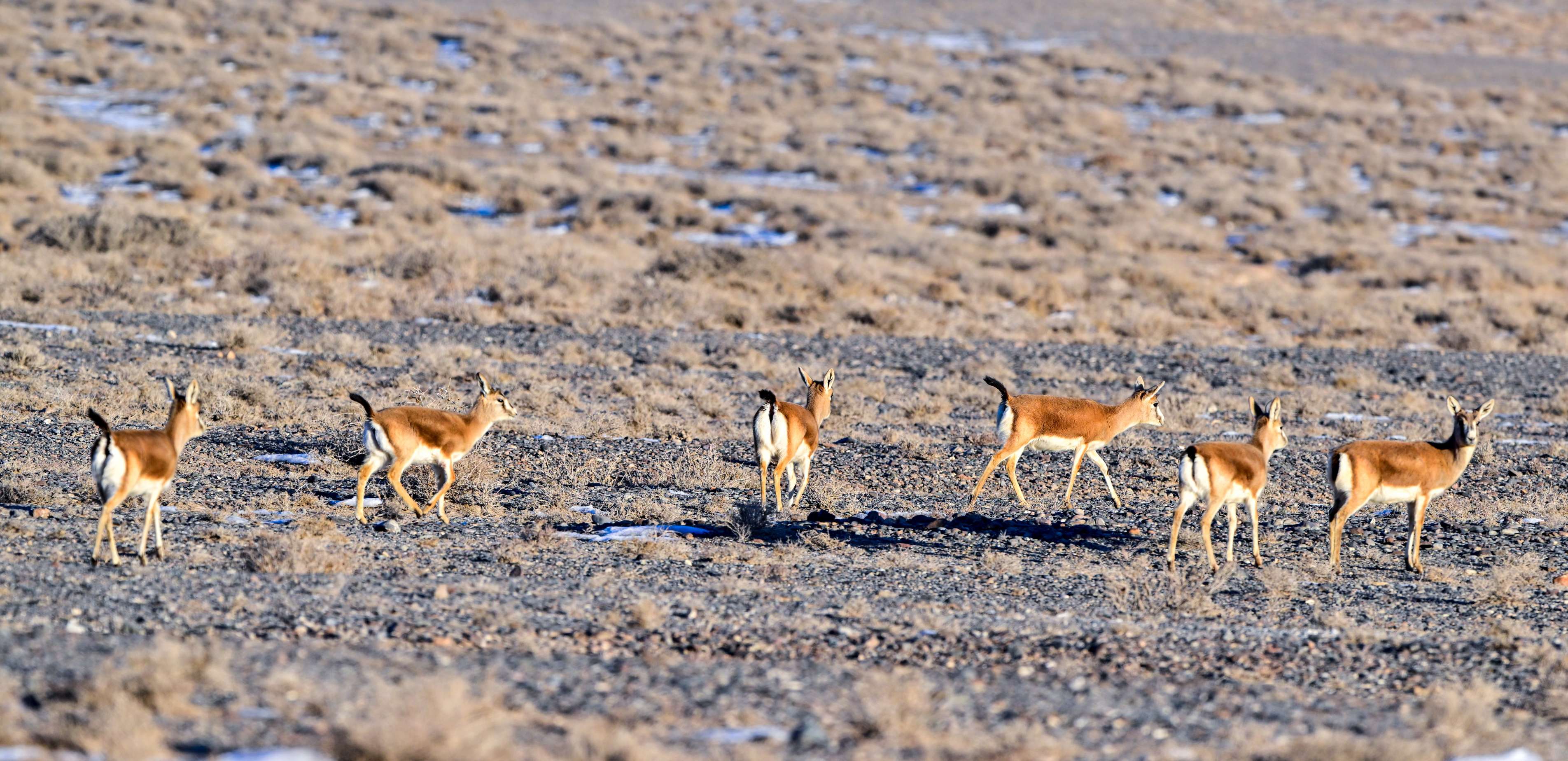 国家二级保护动物鹅喉羚循着春风走出丘壑深处，漫步戈壁滩涂.jpg