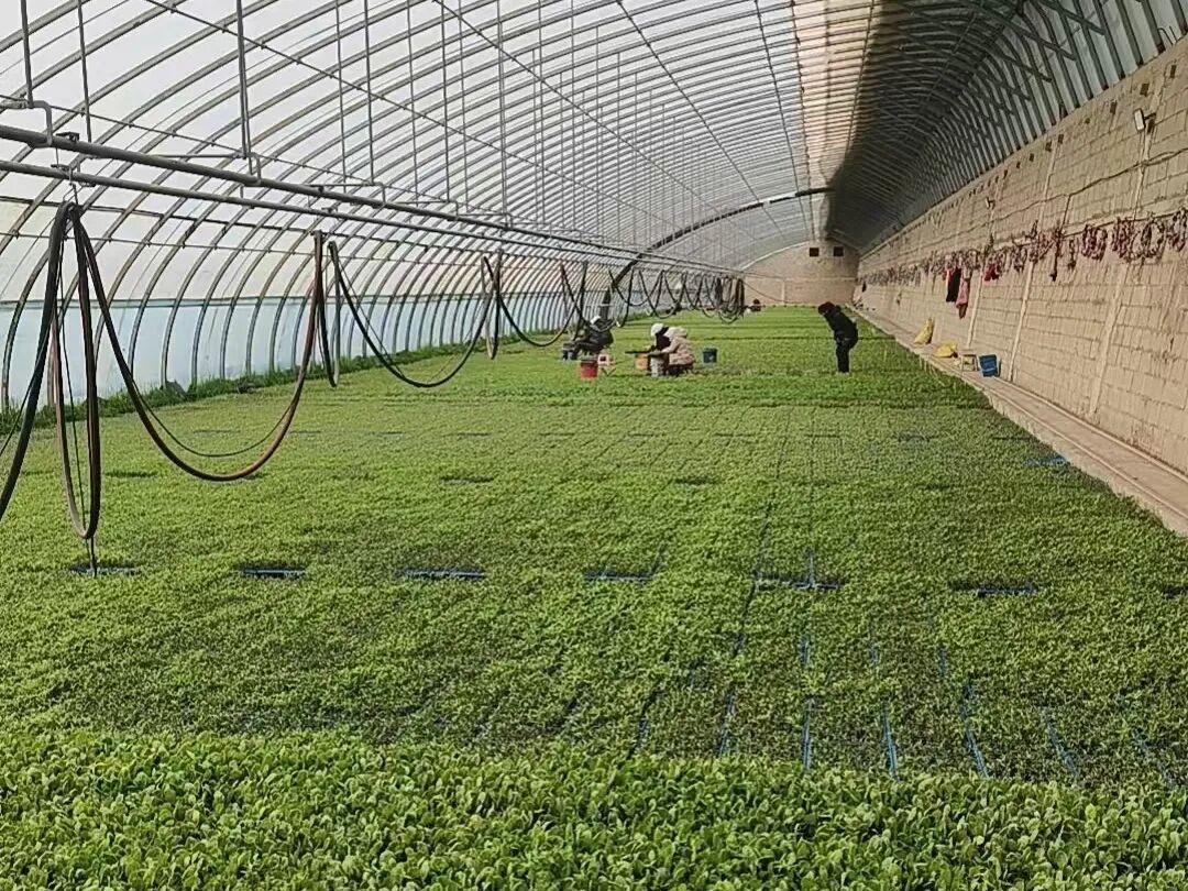 走进瓜州县瓜州镇南苑村玉苑育苗农民专业合作社的温室大棚,室外春寒尚未完全褪去,棚内却是一派暖意融融、生机勃发的热闹景象.jpg