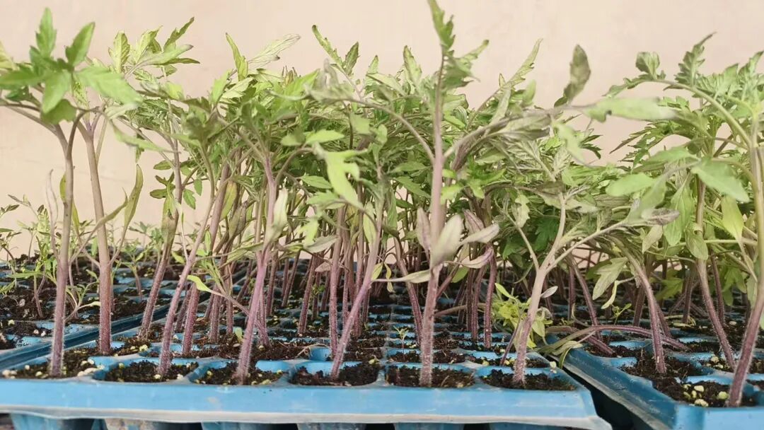 西红柿幼苗.jpg