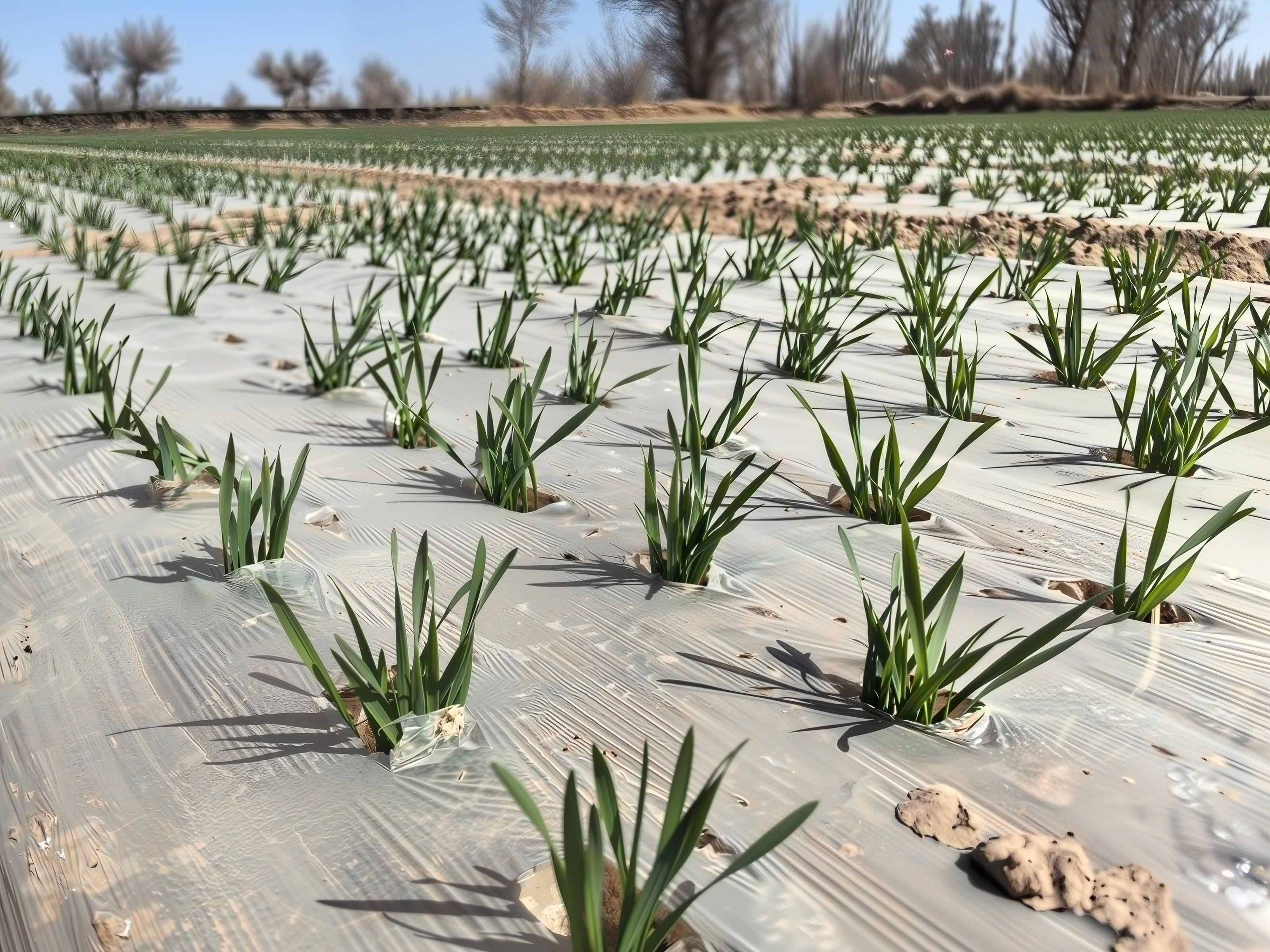 5小麦墒情充足 长势良好.jpg