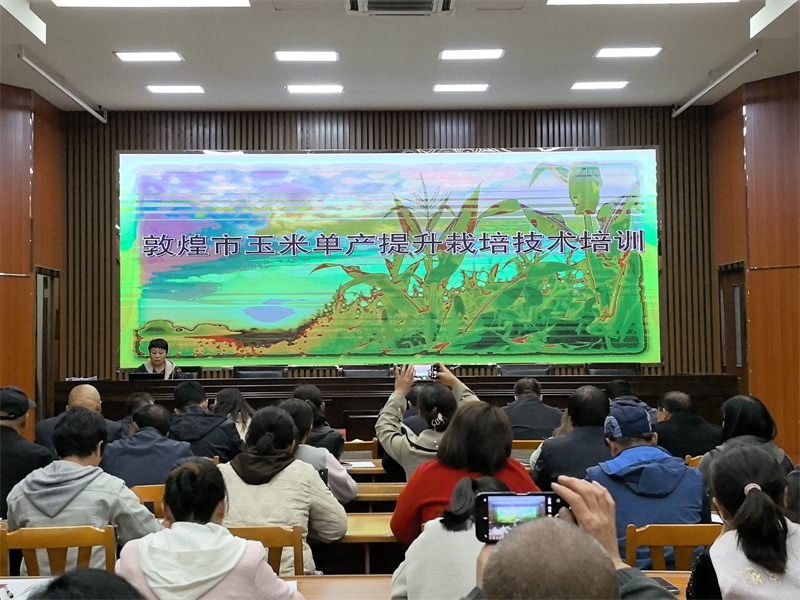 敦煌：良田良种良法融合，玉米单产提升再提速 (1).jpg