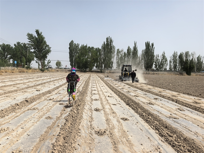 敦煌：良田良种良法融合，玉米单产提升再提速 (3).jpg