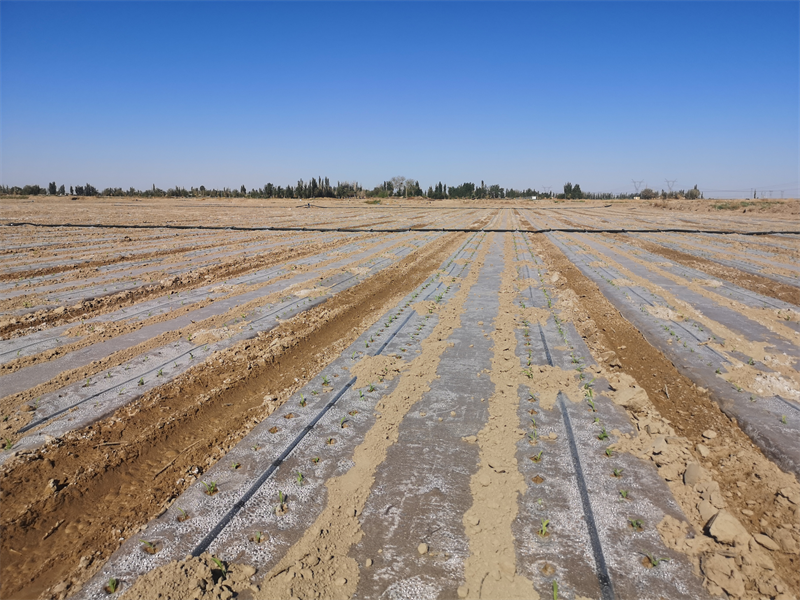 敦煌：良田良种良法融合，玉米单产提升再提速 (1).png