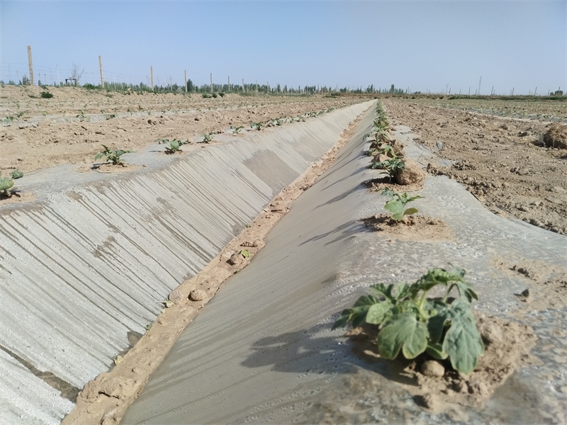 3.敦煌市+4月23日+大田瓜移栽苗生长情况.jpg