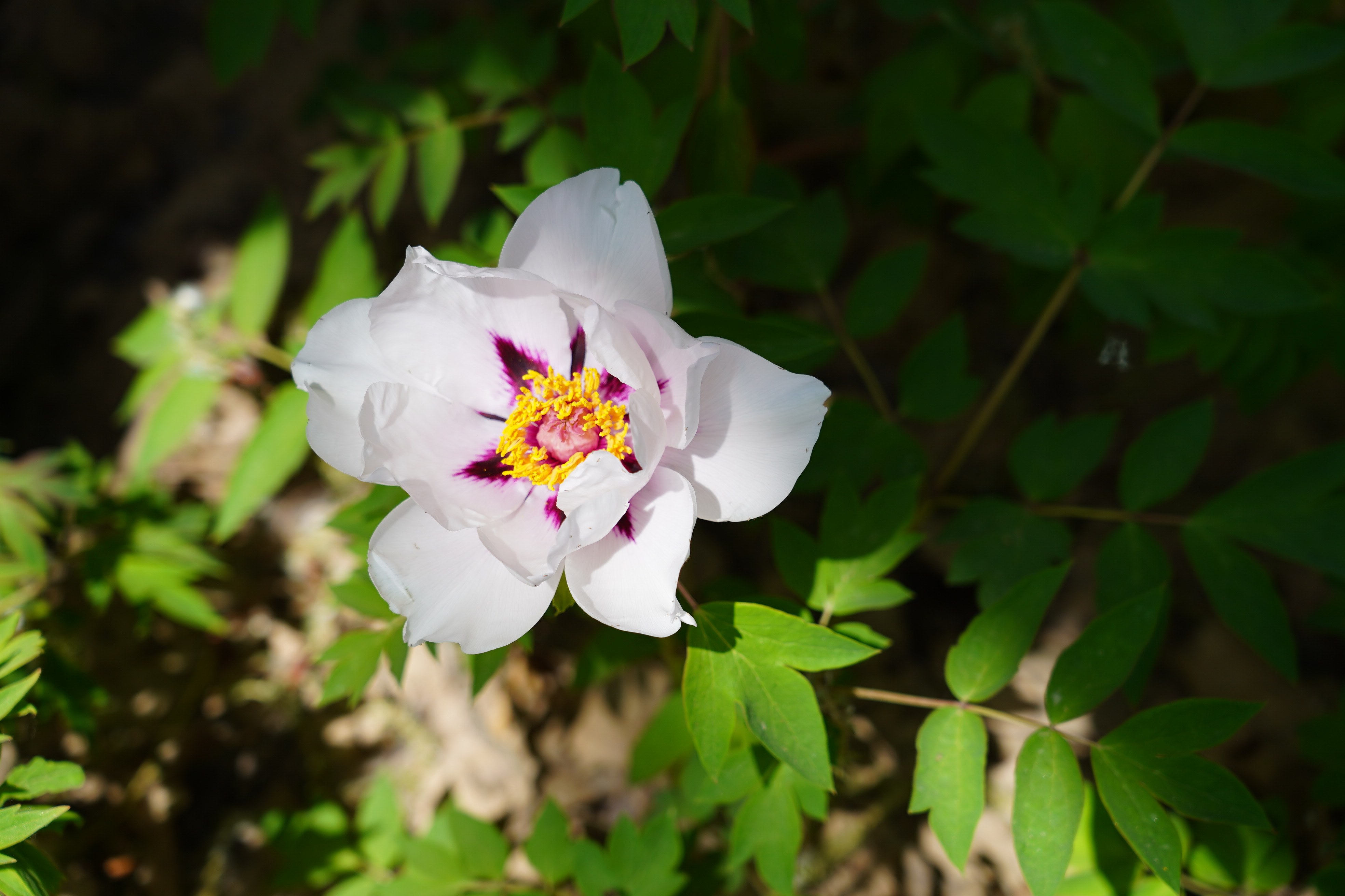 DSC07706.jpg