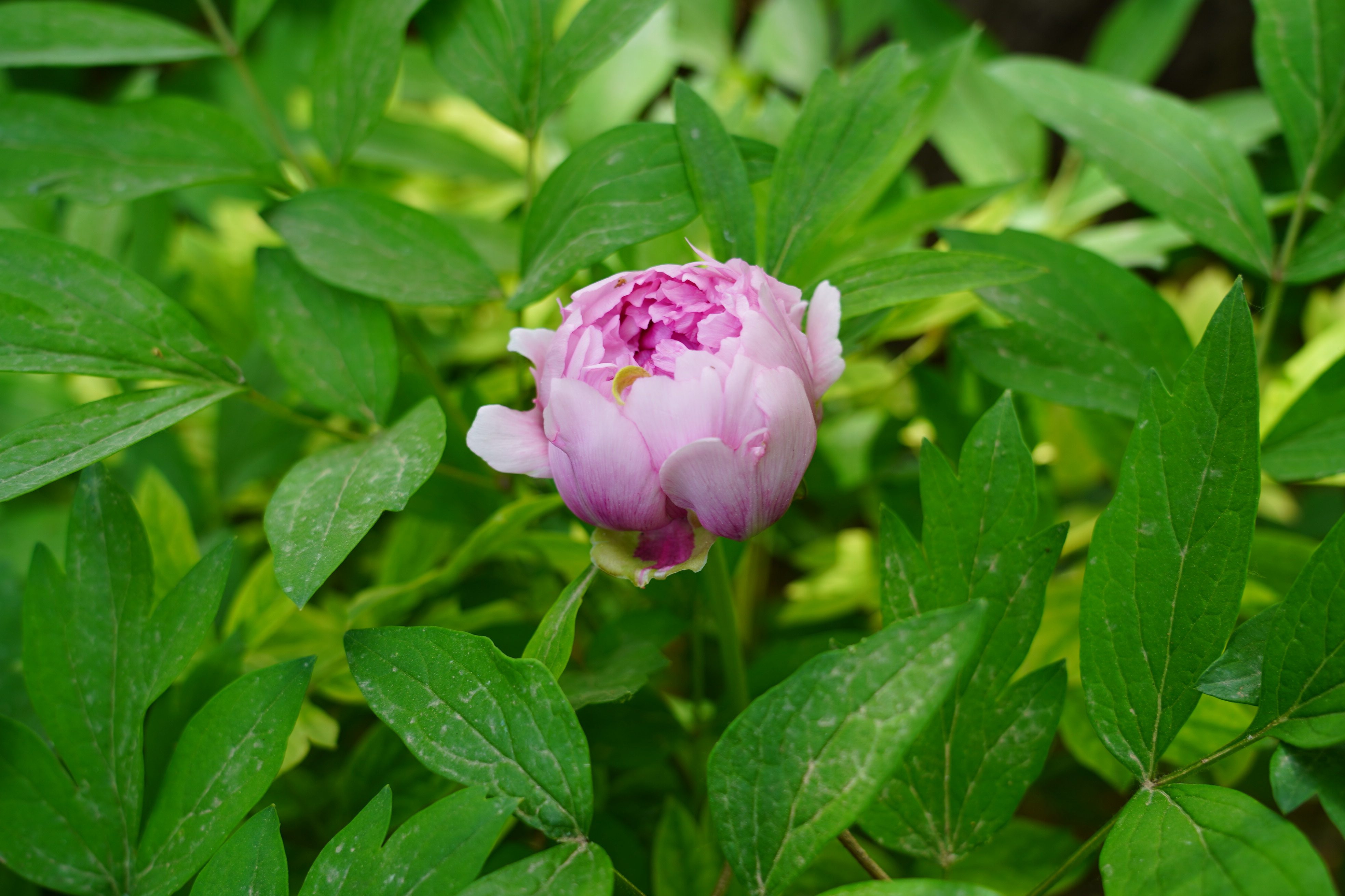 DSC07702.jpg