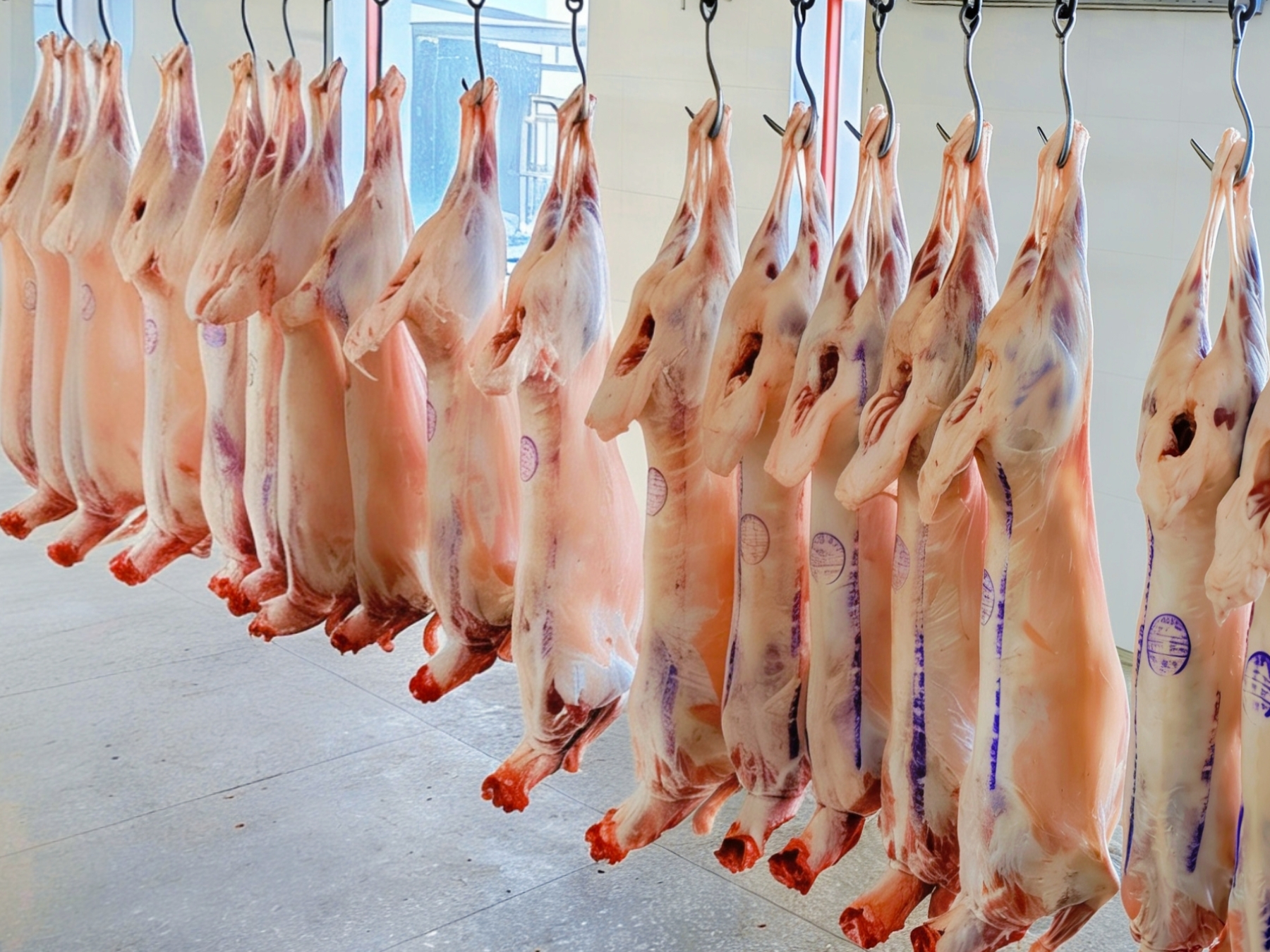 羊肉胴体 (1).jpg