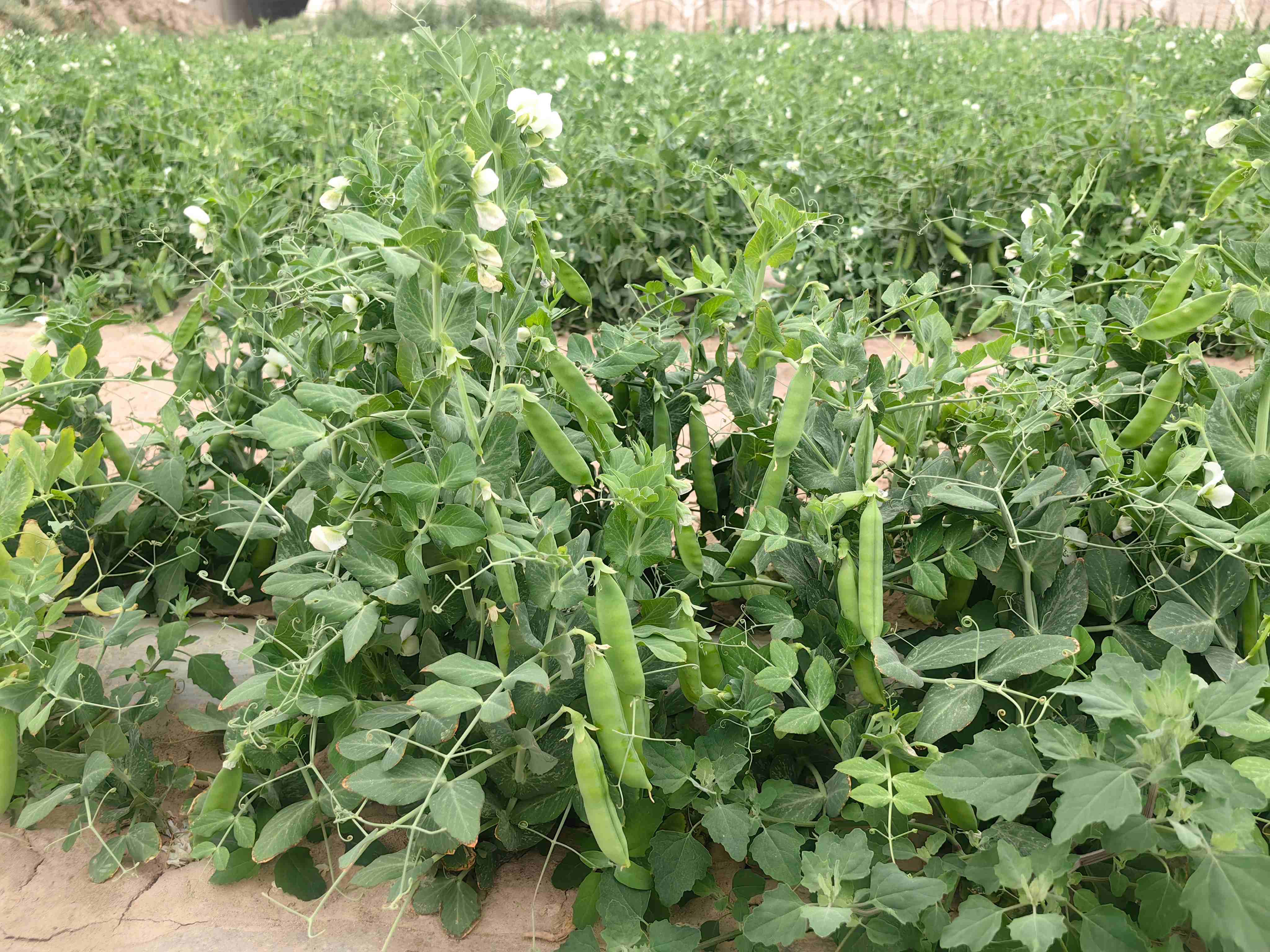 20260513郭家堡七号桥裴海俊种植豌豆照片1.jpg