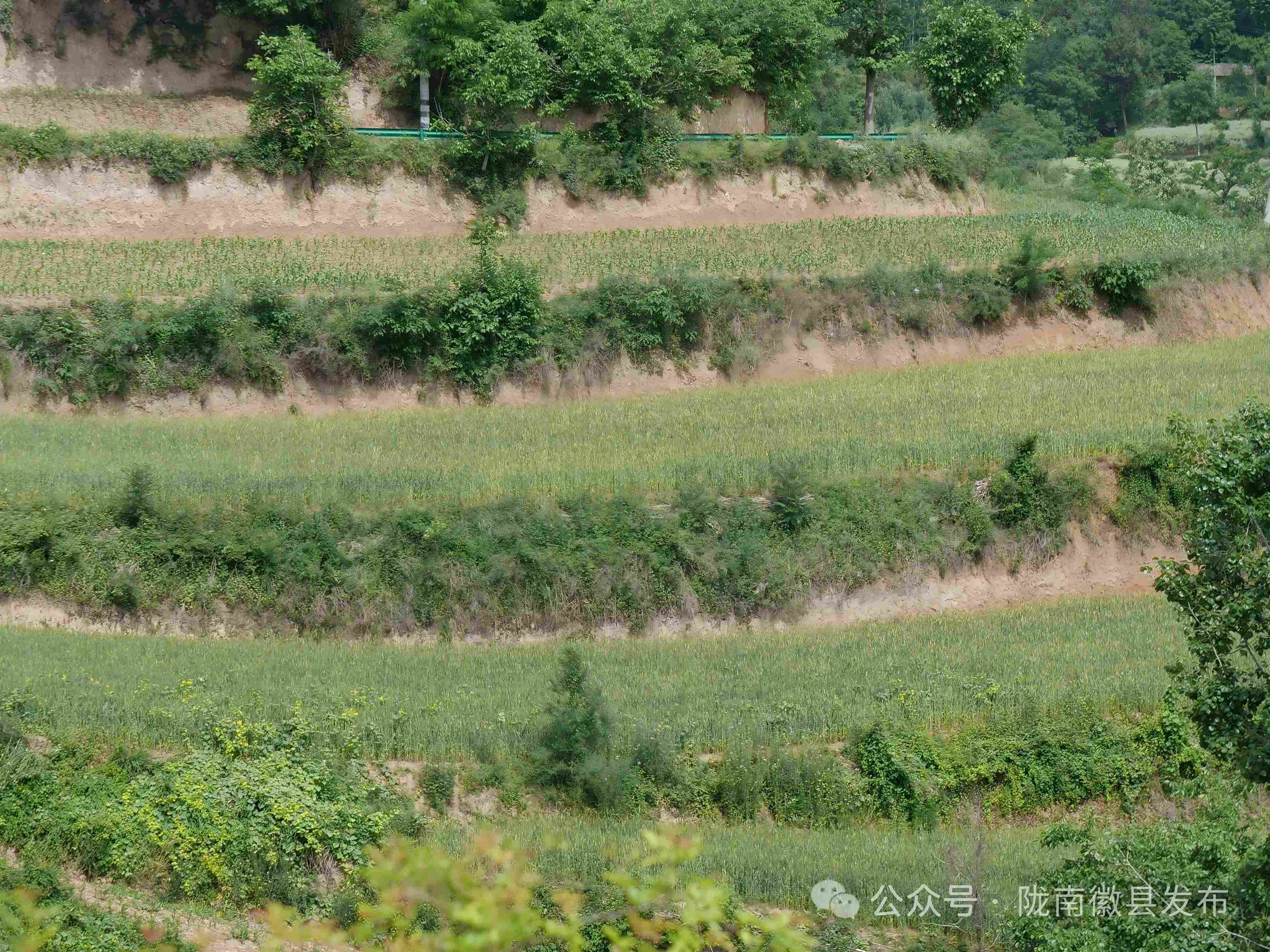 微信图片_2026-05-20_174049_892(1).jpg