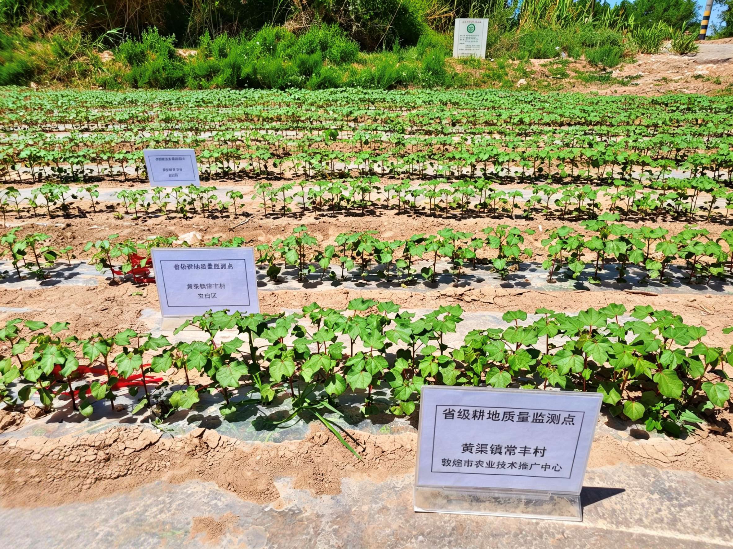 省级监测点黄渠镇常丰村棉花生长.jpg