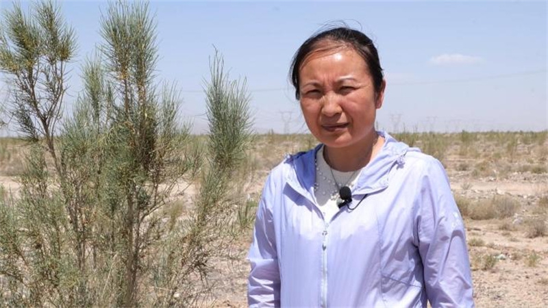 遇见最美嘉峪关  永昌县深耕“三北”防护林建设2.jpg