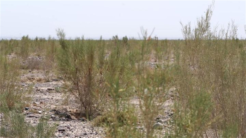 遇见最美嘉峪关  永昌县深耕“三北”防护林建设3.jpg
