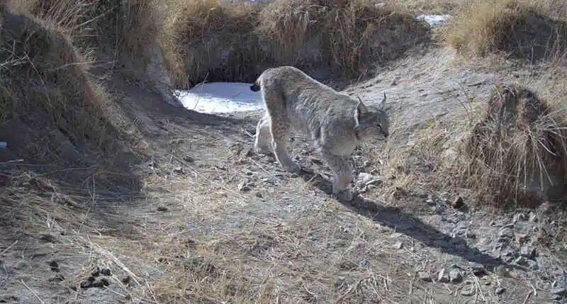 自然保护区监测到的猞猁.jpg