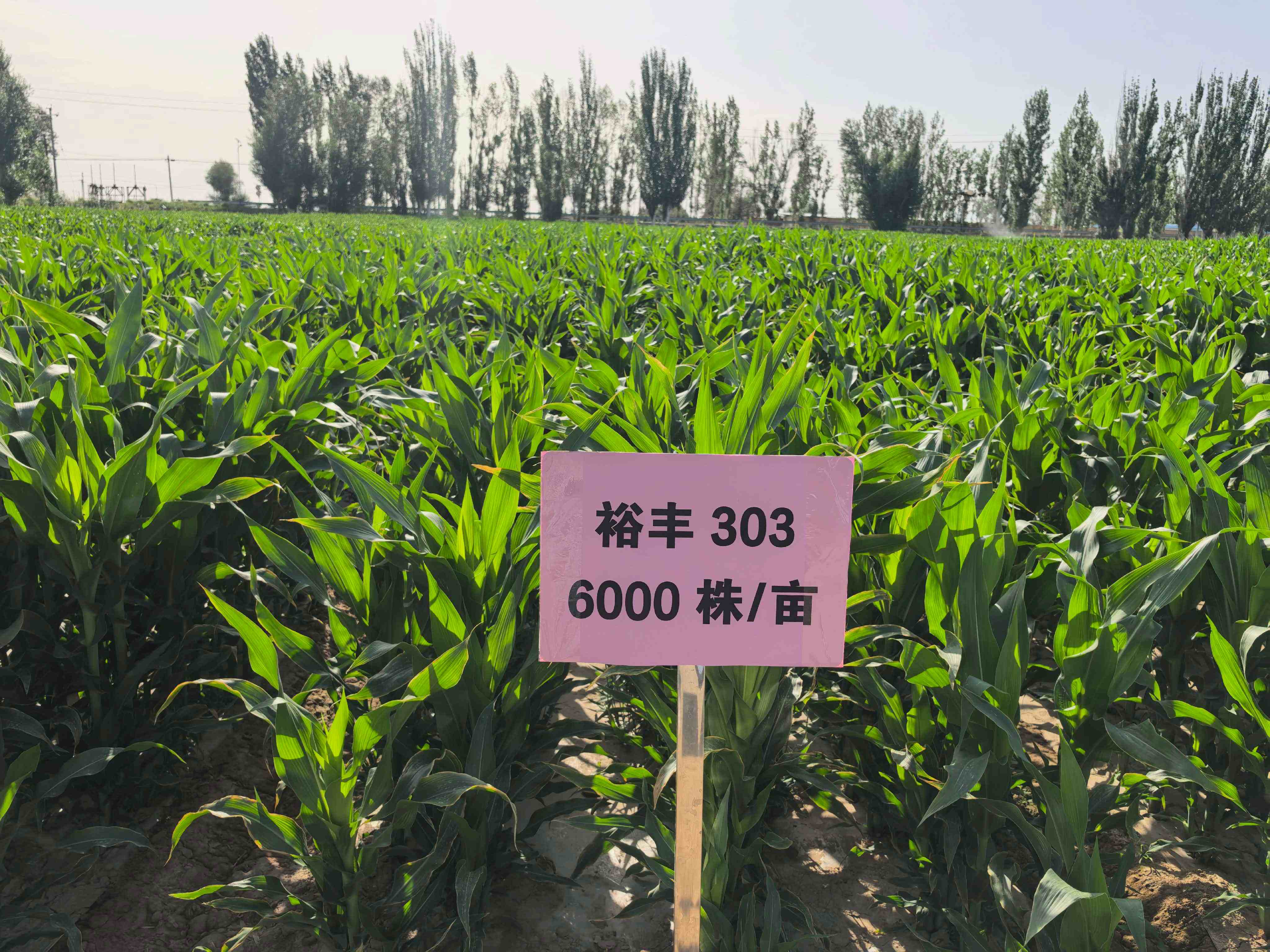 微信图片_20260716164254_100_342.jpg