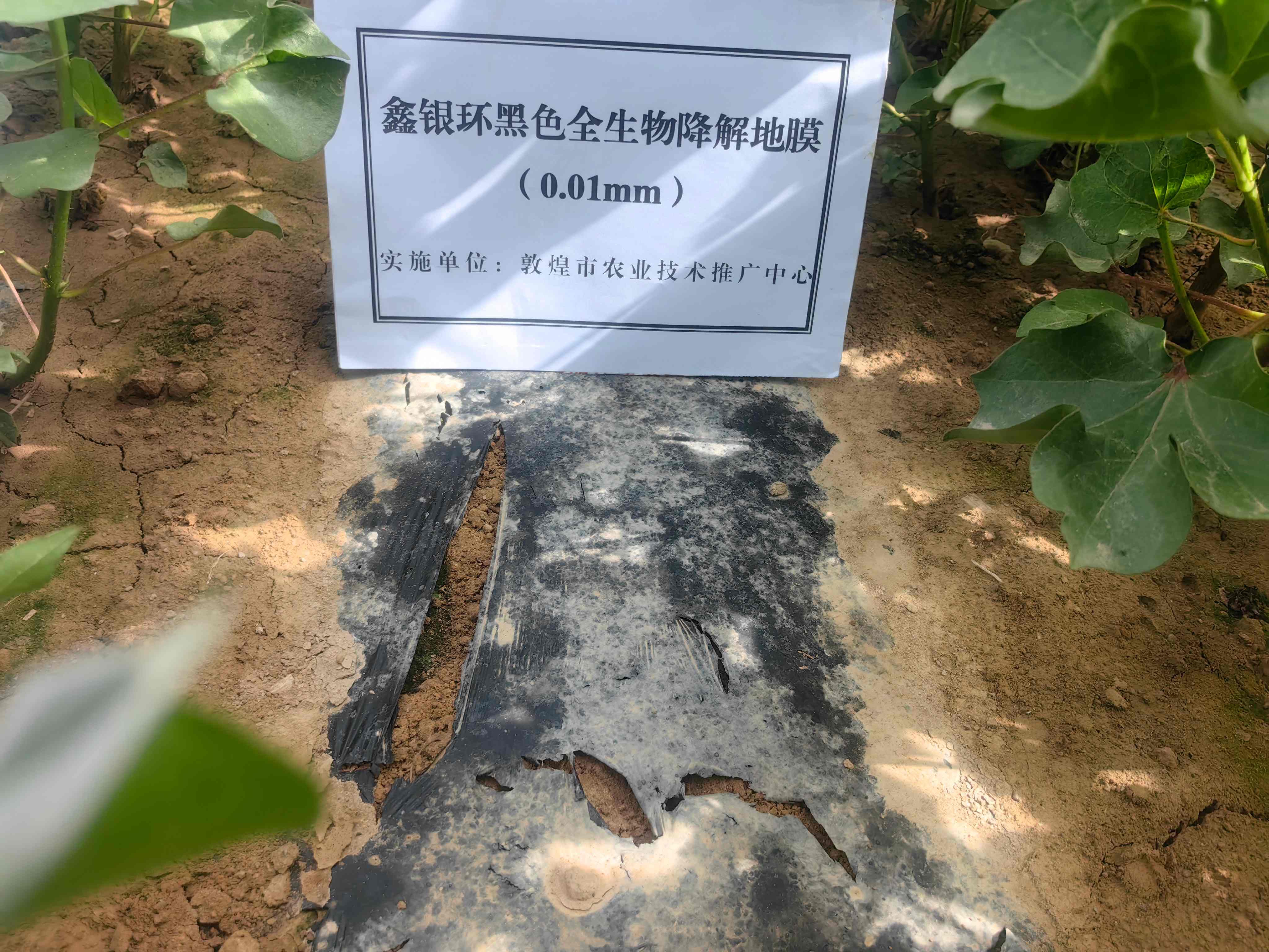 黑色全生物降解地膜调查.jpg