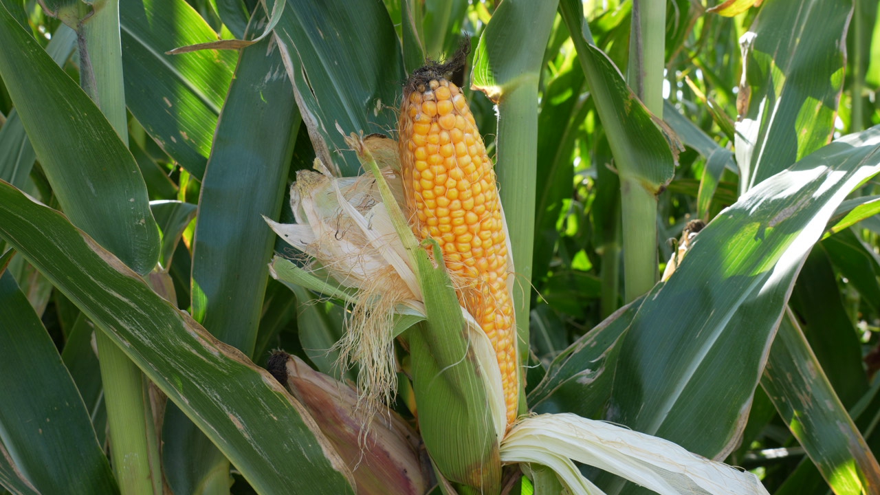 C6559T01.JPG