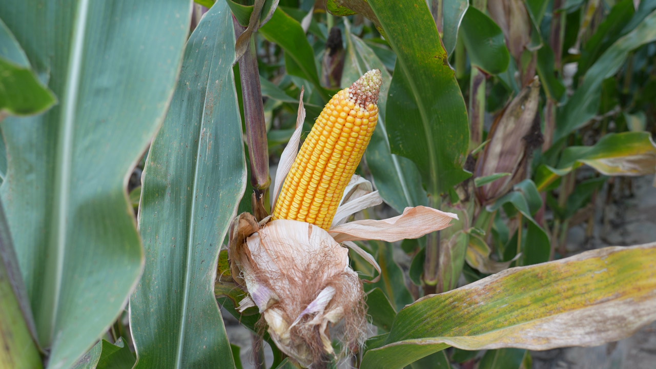 C2108T01.JPG