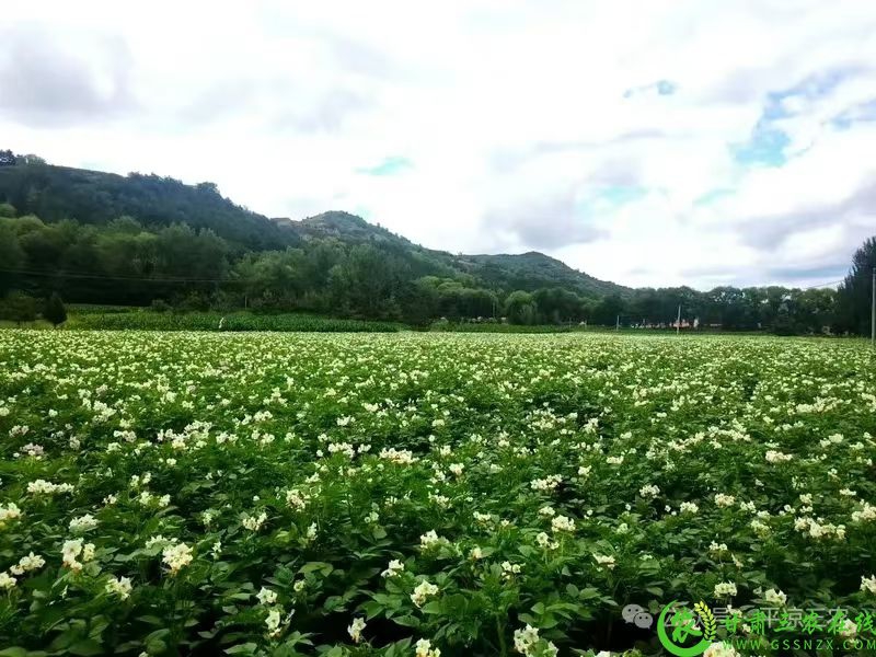 平凉市开展奋战100天抓夏管提单产抗灾害夺秋粮丰收