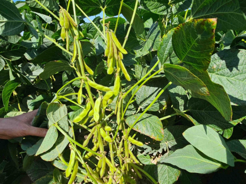 全国第二！平川区获2025 年大豆玉米带状复合种植