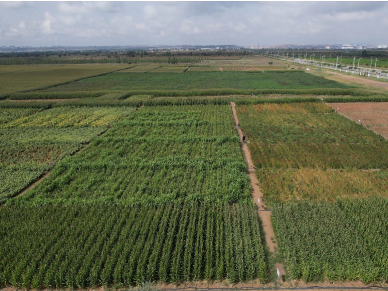 盐碱焕新 秦川筑绿