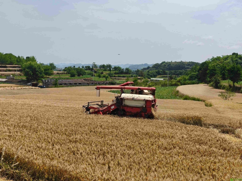 徽县：政策+科技双轮驱动 粮食安全交出“双增”成绩