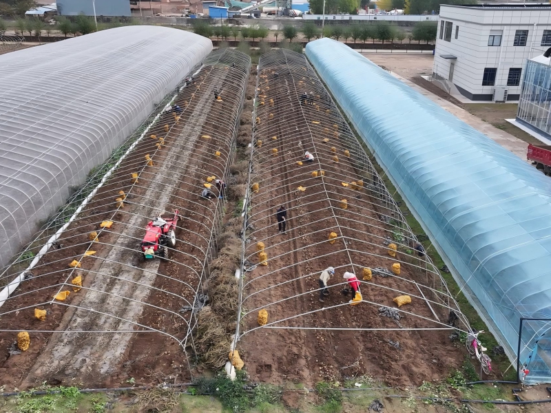 庄浪县深耕马铃薯产业 以农技提质 以薯业富民