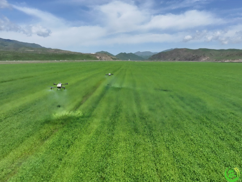 高原藏乡添“技”力 夏河青稞油菜丰产又增收