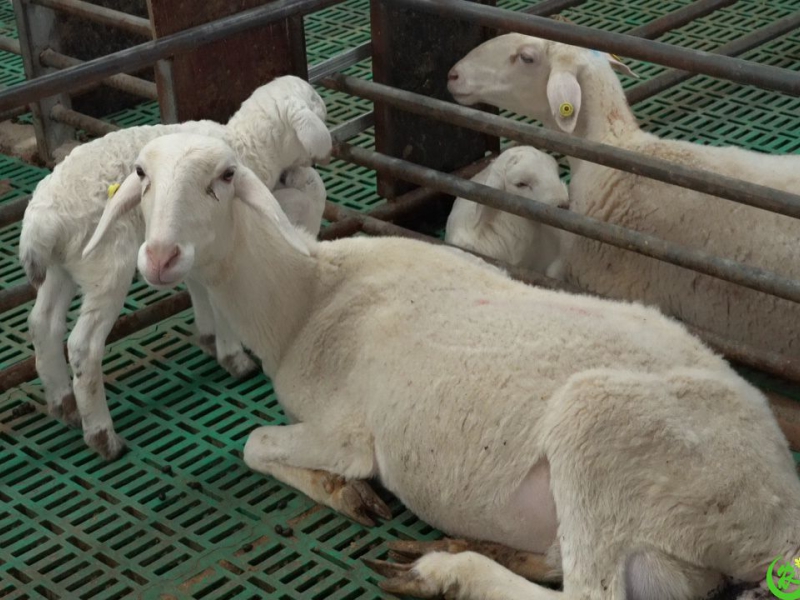 甘肃强化示范引领筑牢畜牧业高质量发展技术根基