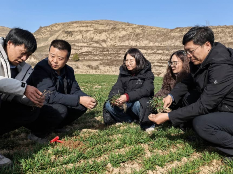 全国农技中心施肥专家组服务队下沉一线指导冬小麦科学