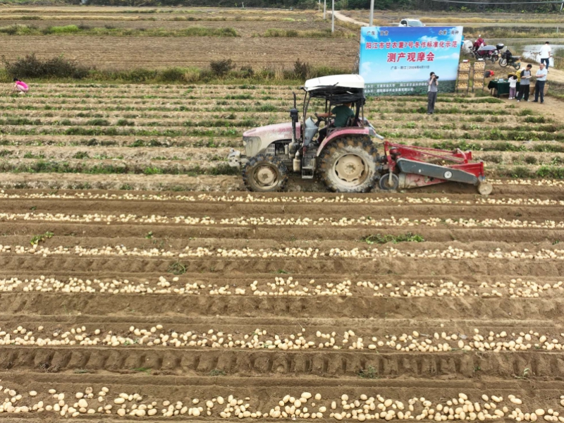 薯繁陇原 香飘岭南