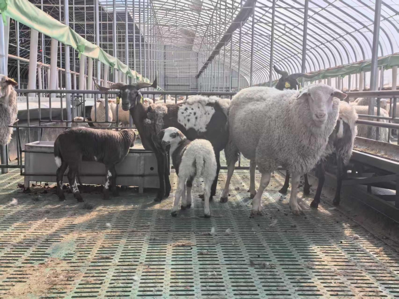 科技赋能种业振兴 陇原羊业再添新芯——甘肃华瑞股份