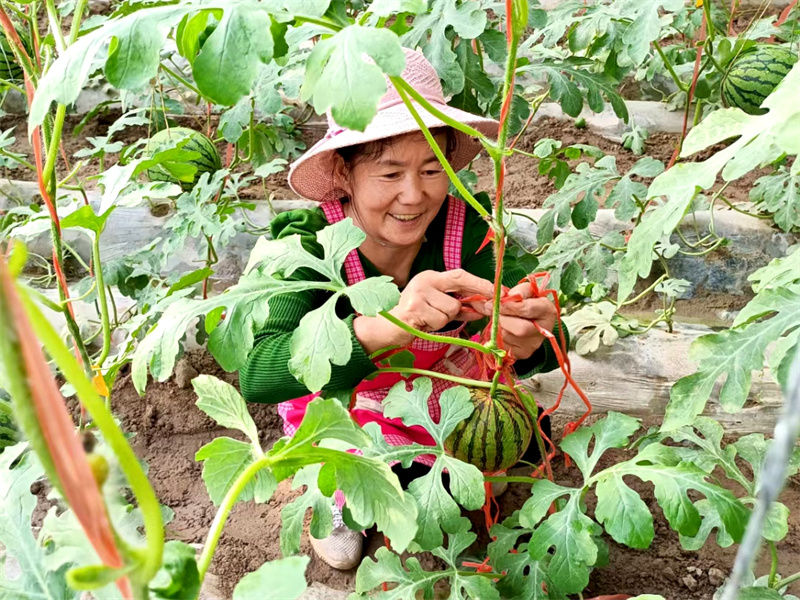 丁桂香在精心呵护着西瓜藤蔓.jpg