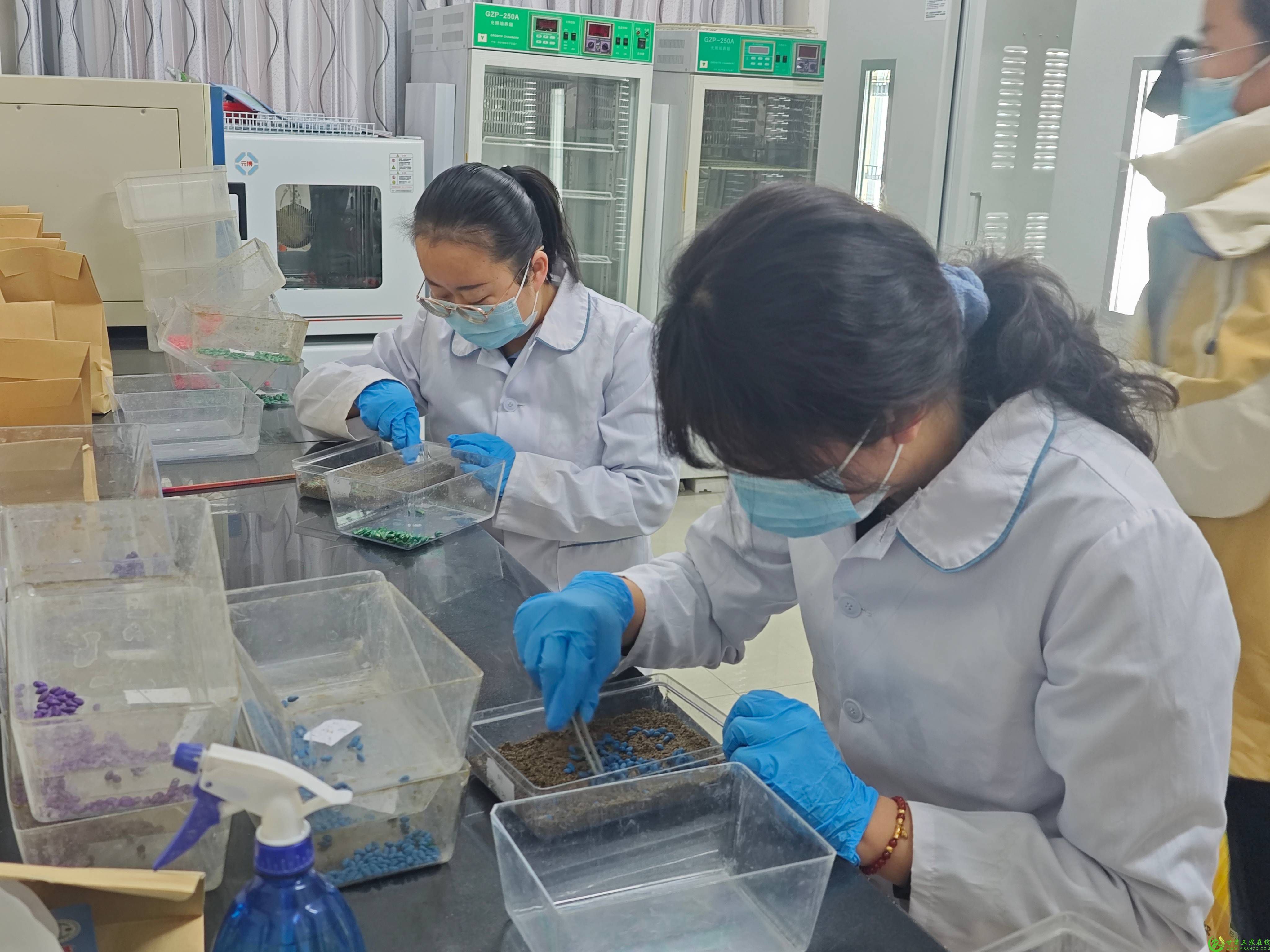 技术人员仔细开展种子扦样、发芽率检测、种子质量抽检等一系列工作(1).jpg