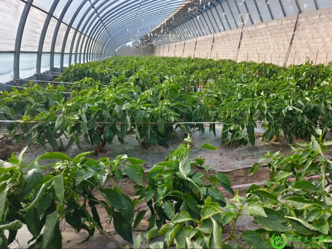 温室大棚内种植的辣椒.jpg