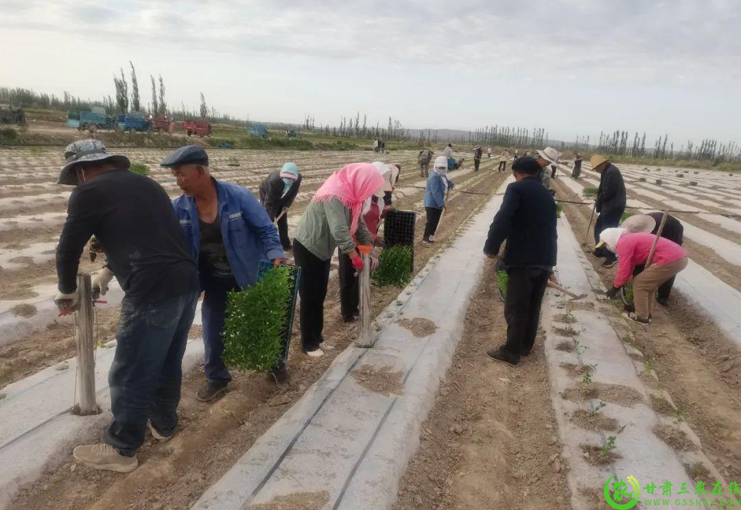 定植现场，大家分工明确、配合默契.png