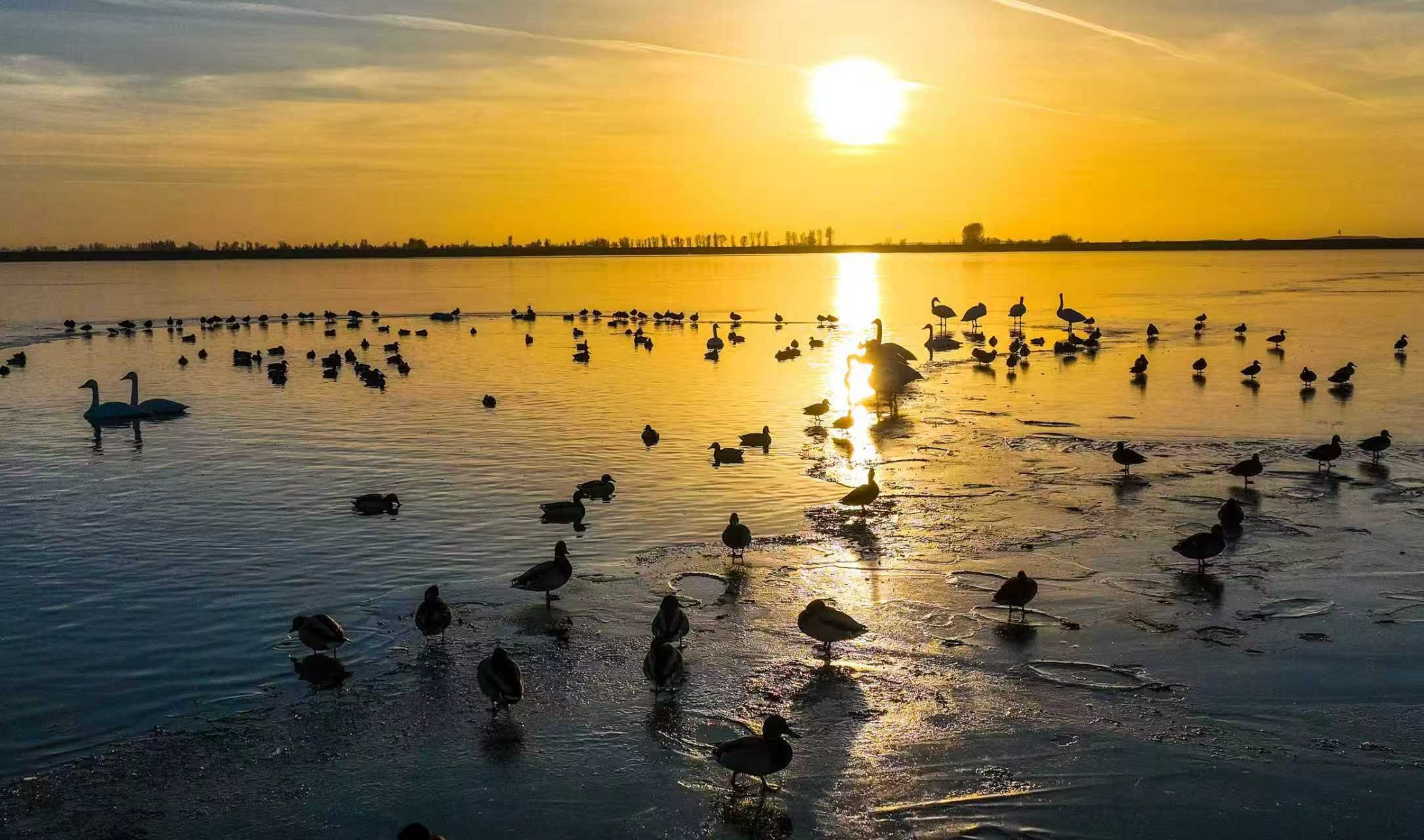 2.夕阳下,各类候鸟聚集在一起.jpg