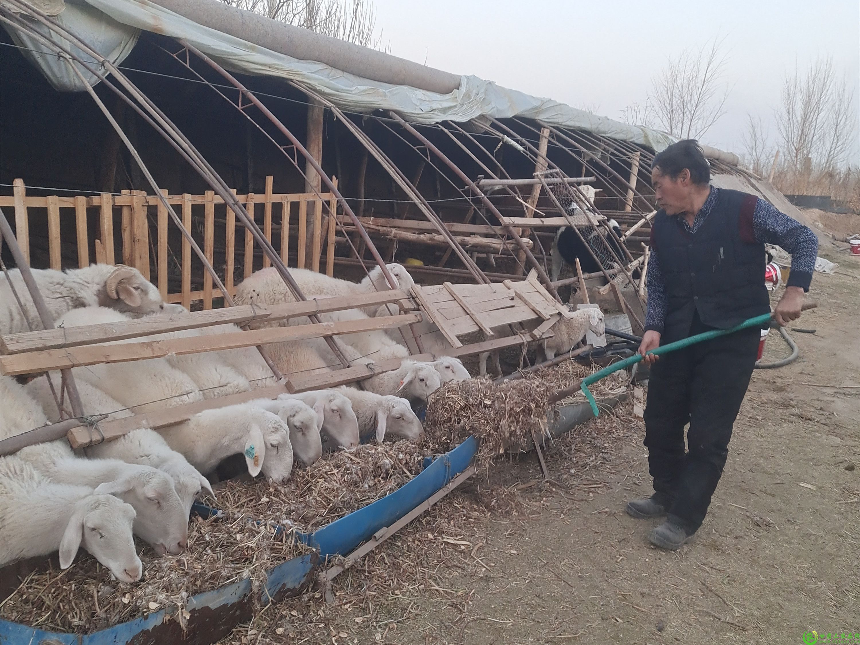 图为王山财在喂羊.jpg