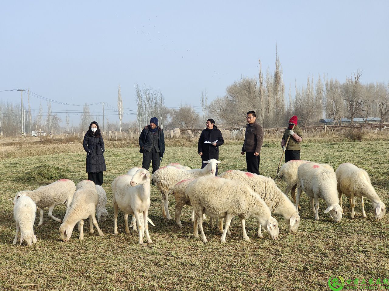 图为王山财在自家饲草地放牧时镇村技术服务队上门服务（左二）.jpg
