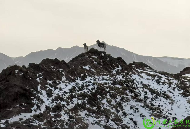 近年来,为筑牢极旱荒漠生态屏障,安西保护区管护中心精准施策,构建起全方位的野生动物保护体系.jpg