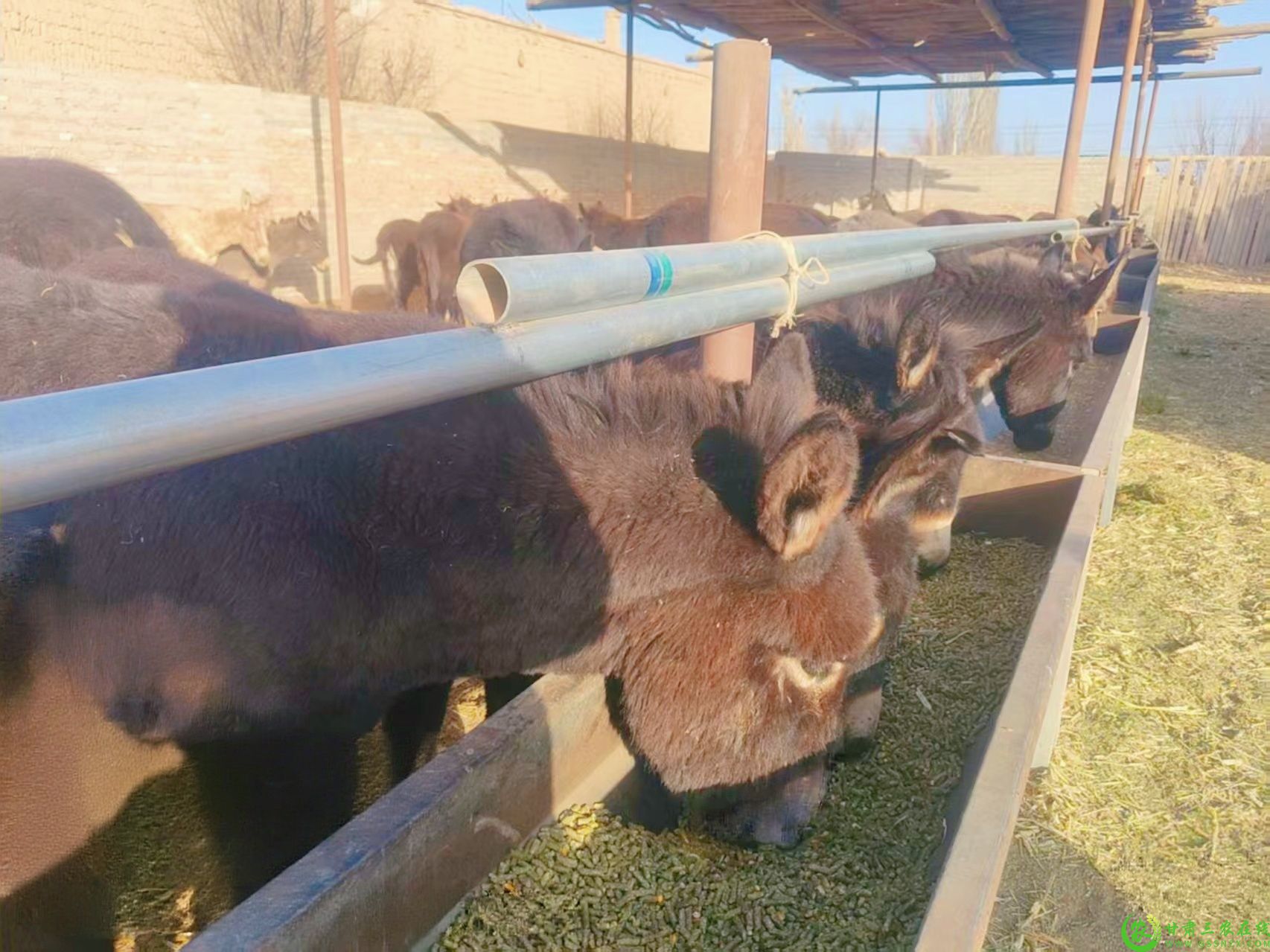 吴龙的肉驴 (2).jpg