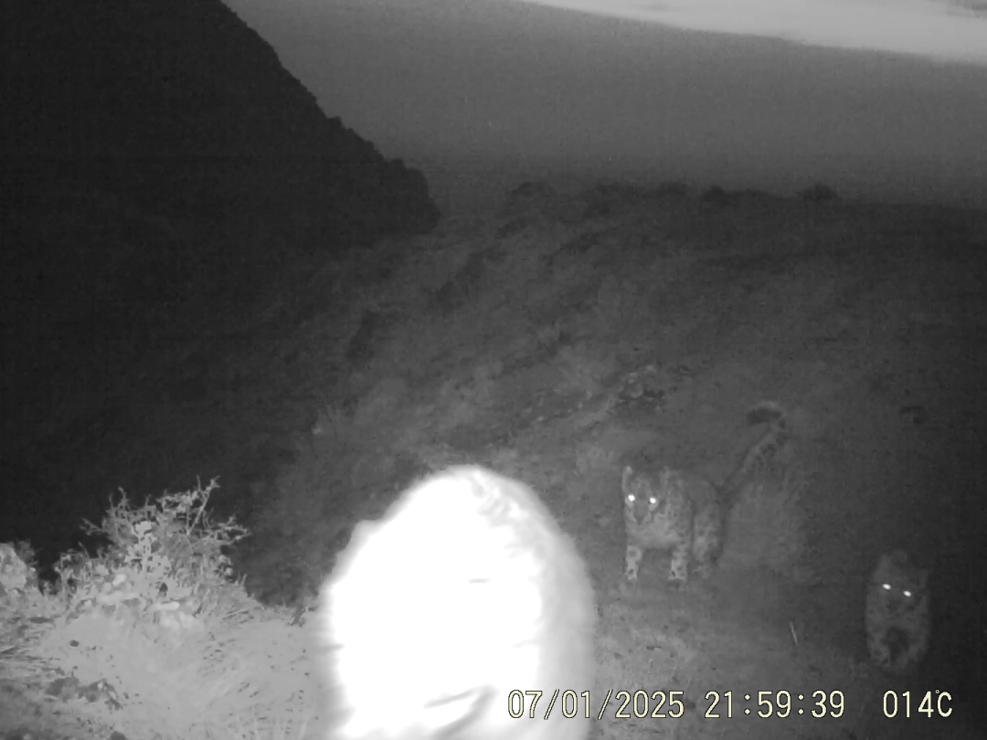 安西自然保护区工作人员监测画面清晰记录到三只雪豹同框活动的珍贵影像.png