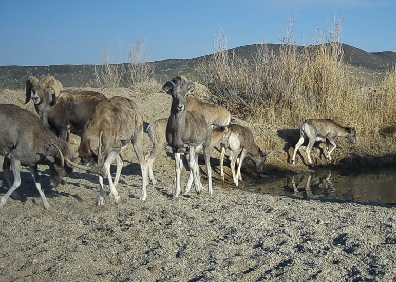 近日，甘肃安西极旱荒漠国家级自然保护区的工作人员在整理红外相机数据时，惊喜捕捉到一段“盘羊家族”同框饮水的珍贵影像.jpg