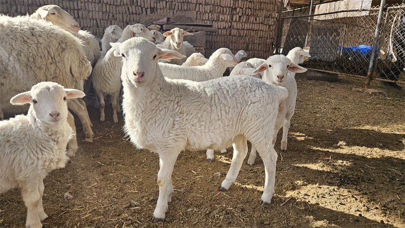 图为丁延云的良种羊 (1).jpg