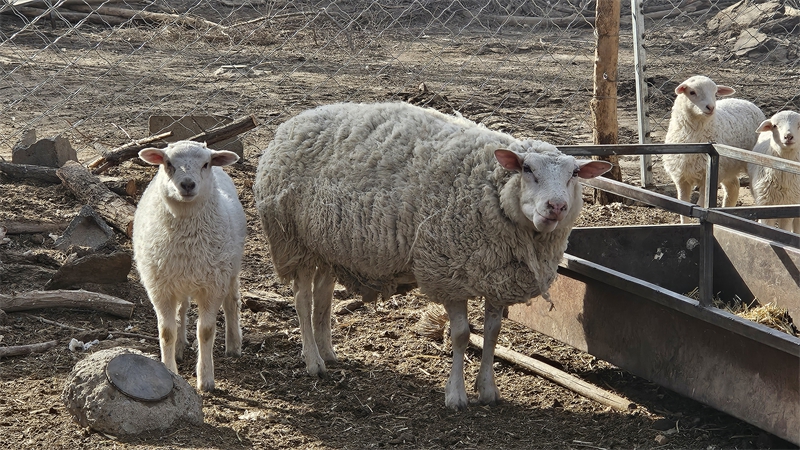 图为丁延云的良种羊 (4).jpg