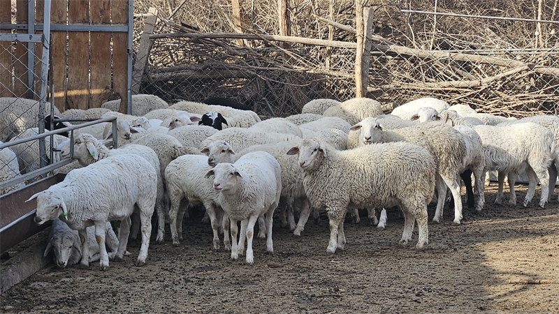 图为丁延云的良种羊 (5).jpg