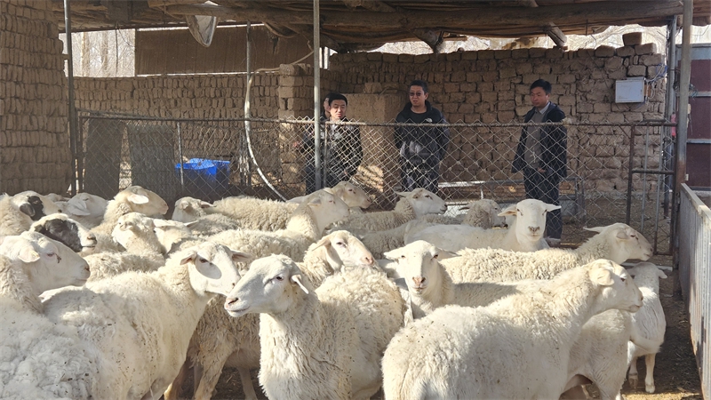 图为2026年3月市镇技术人员在丁延云家庭农场开展技术指导 (2).jpg