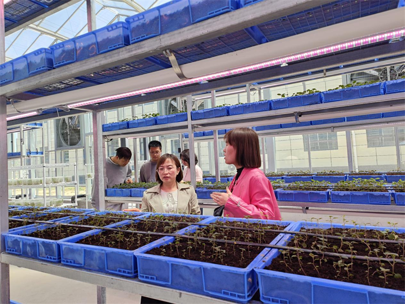 平凉市农业科学院蔬菜研究所所长、副研究员李喜娥一行来庄浪交流学习马铃薯脱毒种薯繁育技术.png