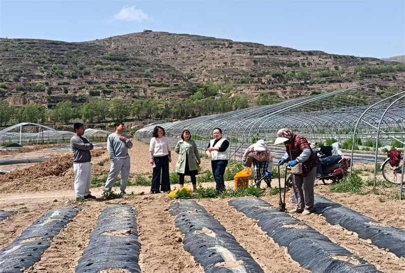 平凉市农业科学院蔬菜研究所所长、副研究员李喜娥一行来庄浪交流学习马铃薯脱毒种薯繁育技术(1).png