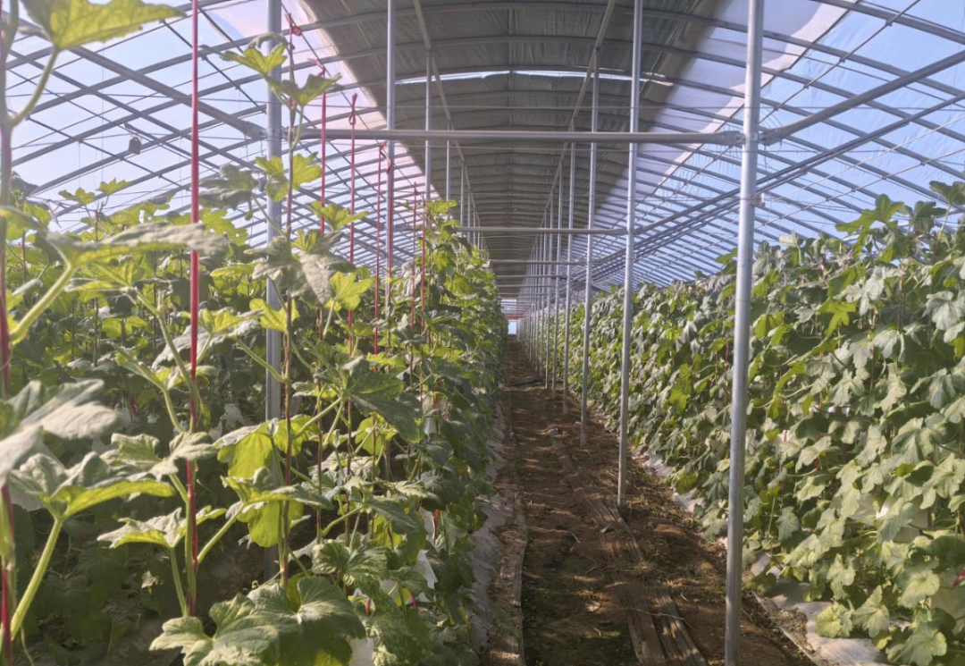 蜜瓜种植大棚.jpg